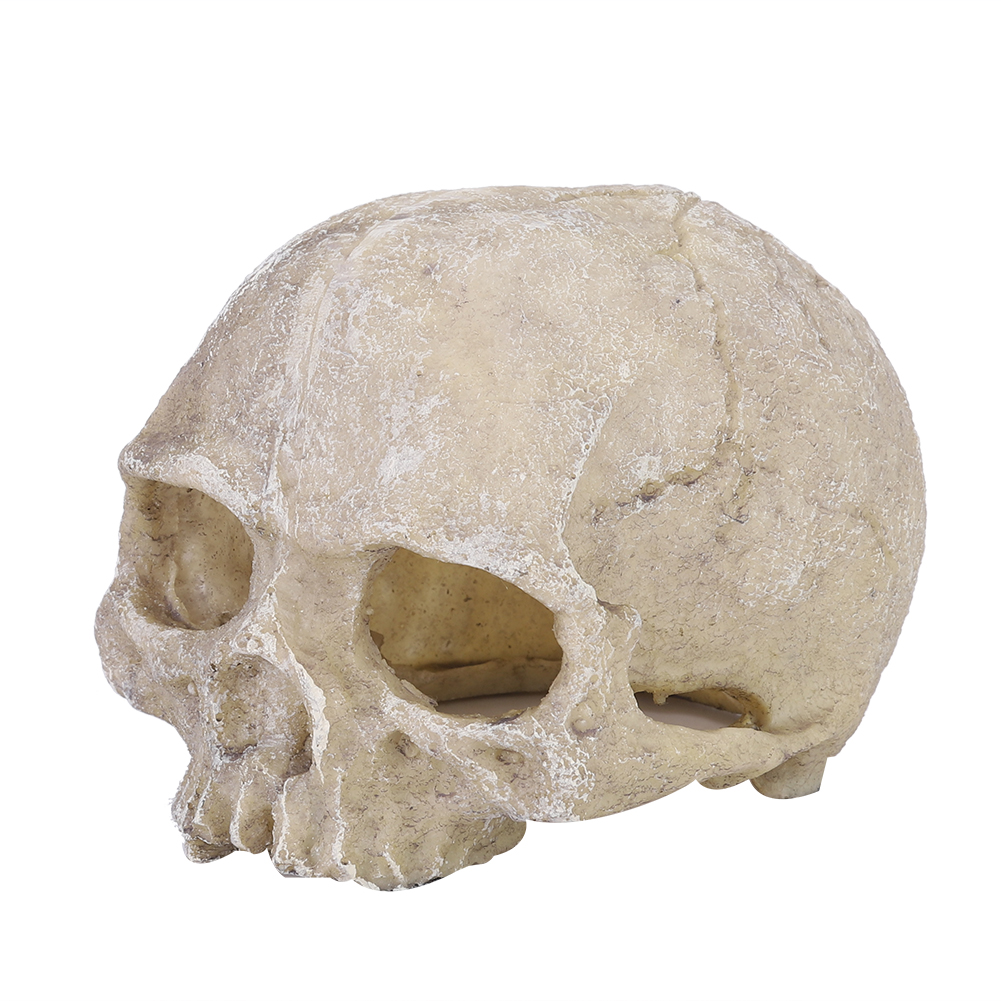 Resin Simulated Head Bone Skul - Marine Aquarium Tanks reseña y precio